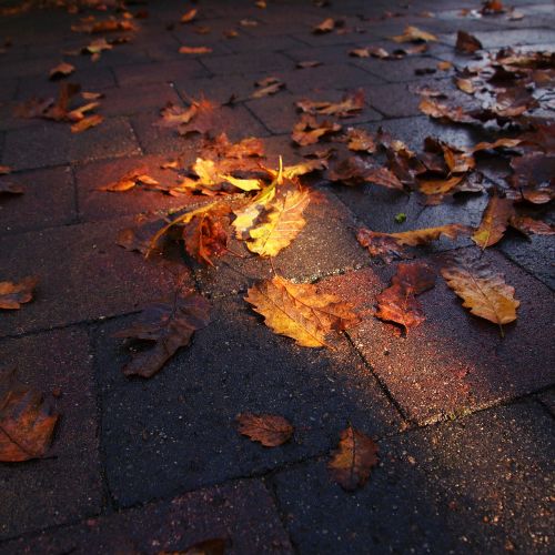 lighting autumn pavement