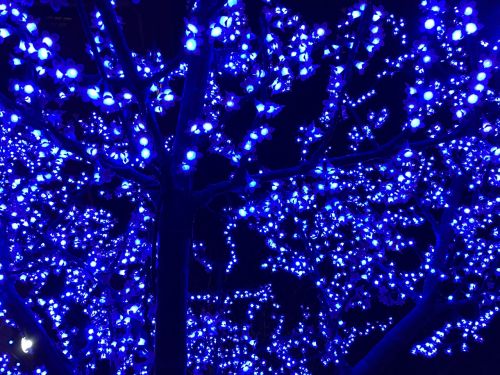 lights blue tree