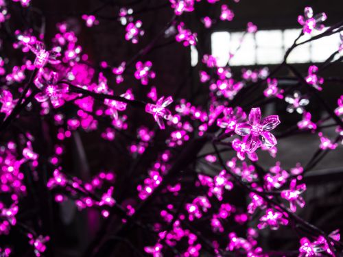 lights tree flowers