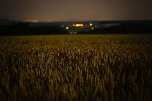 lights field nature