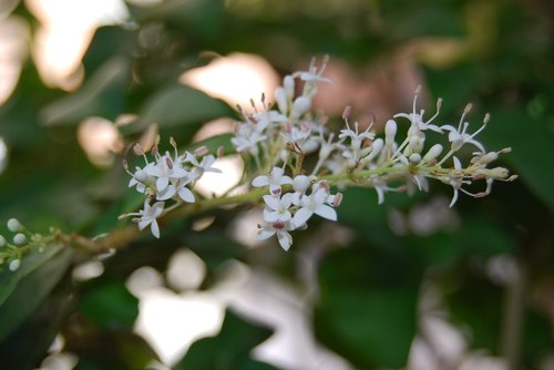 ligustrum japonicum  privet  flower