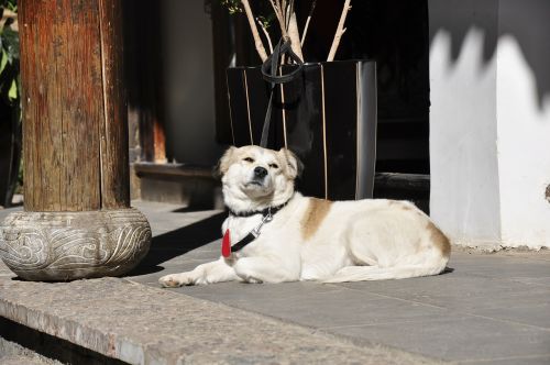 lijiang landscape view dogs