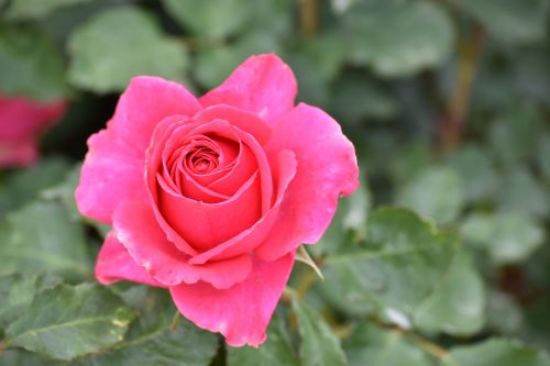 lijiang rose town flower