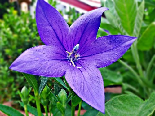 lila flower violet
