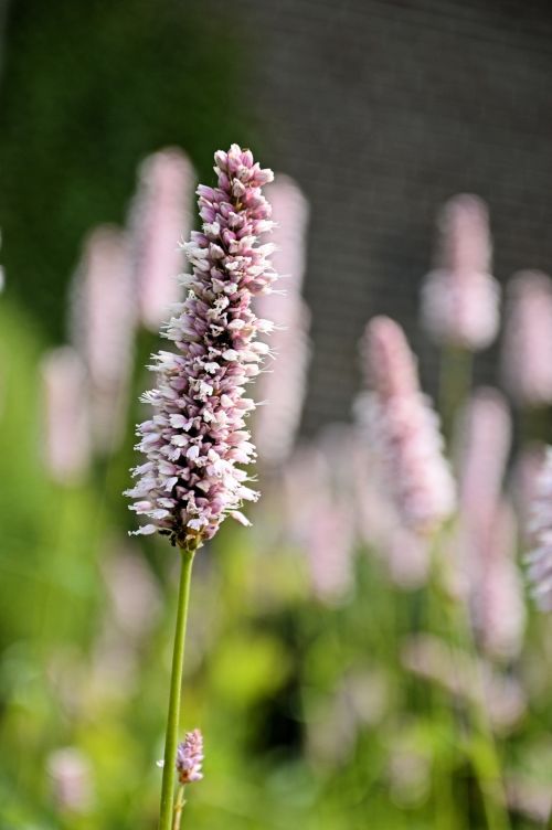 Lilac Flower