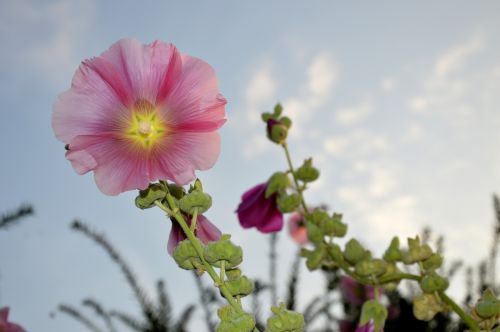 Lilac Garden Flower