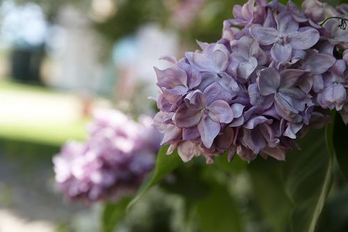 lilac plant violet