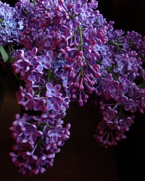 lilac flower purple