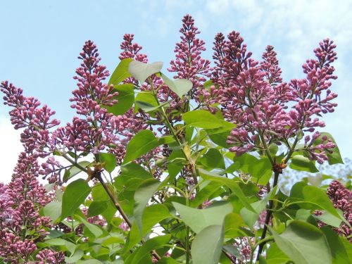 lilac flower