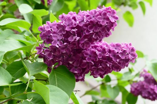 lilac purple spring