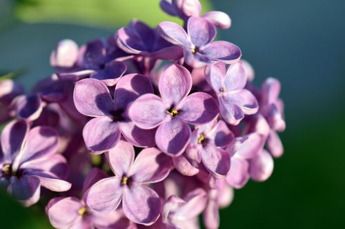 lilac flower spring