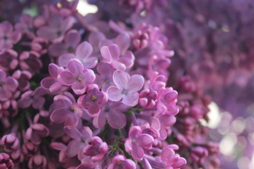 lilac purple flower
