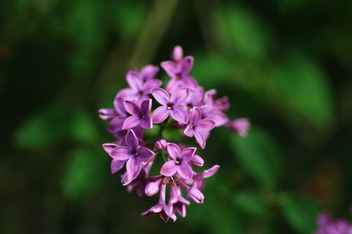 lilac shrub flower