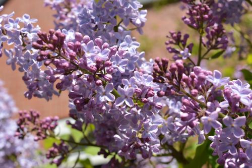 lilac blossom bloom