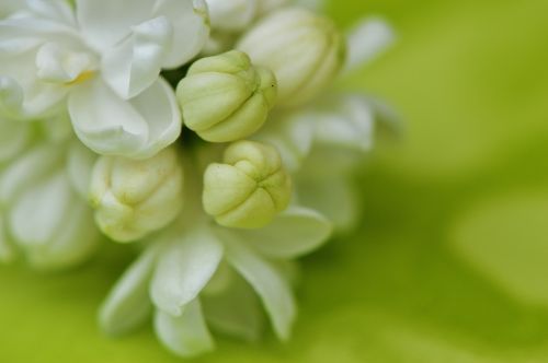 lilac white plant