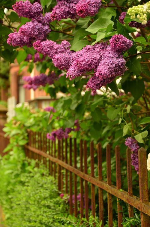 lilac fence flowers