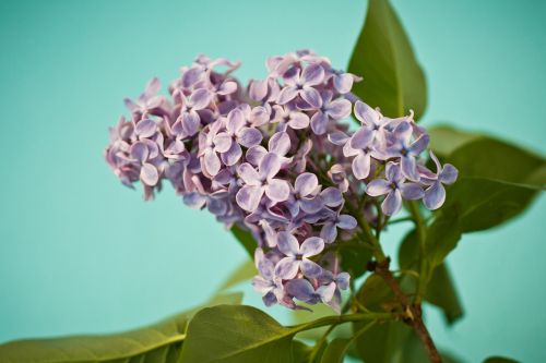 lilac syringa bush