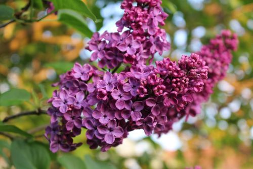 lilac spring bloom