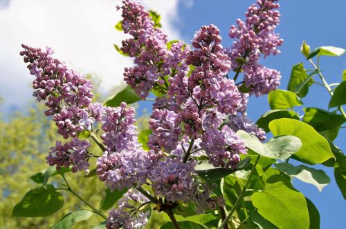 lilac without twig