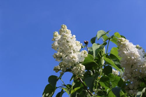 lilac white spring