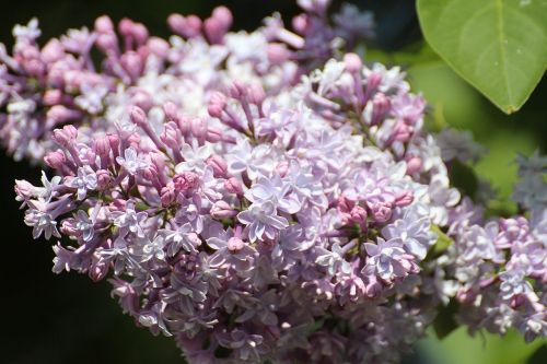 lilac syringa genus