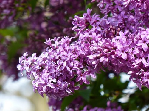 lilac spring nature