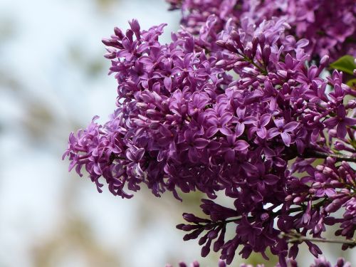 lilac flowers spring