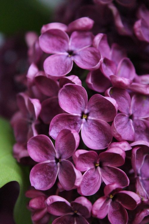 lilac flower nature