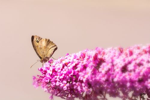 lilac summer lilac pink