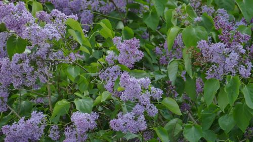 lilac green bush