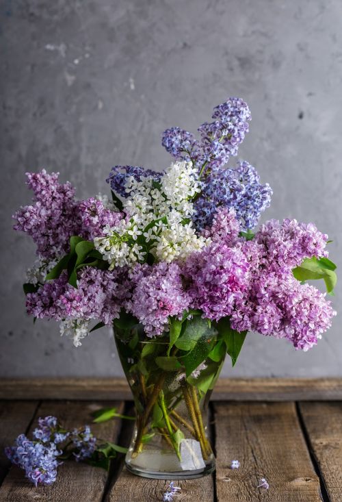 lilac bouquet spring