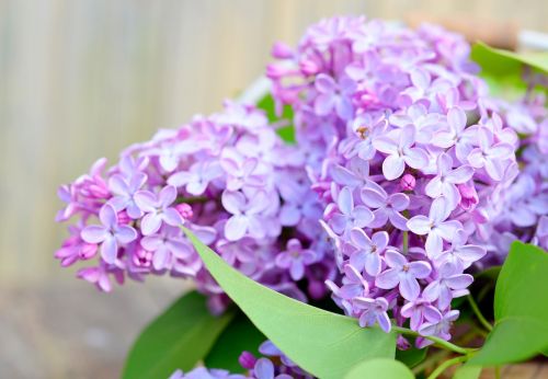 lilac flowers spring