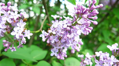 lilac flower nature