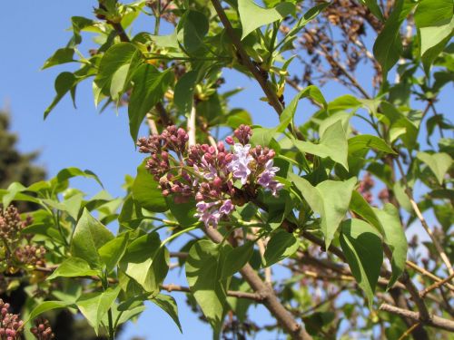 lilac spring bloom