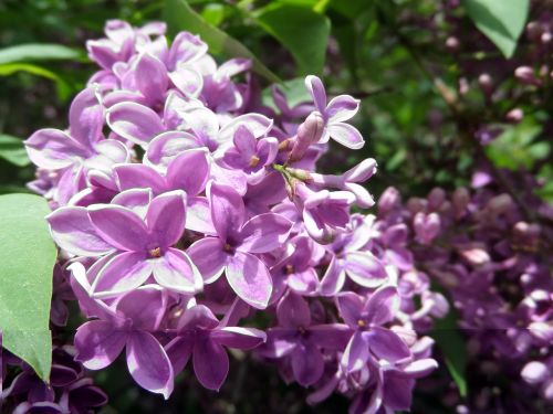 lilac purple close