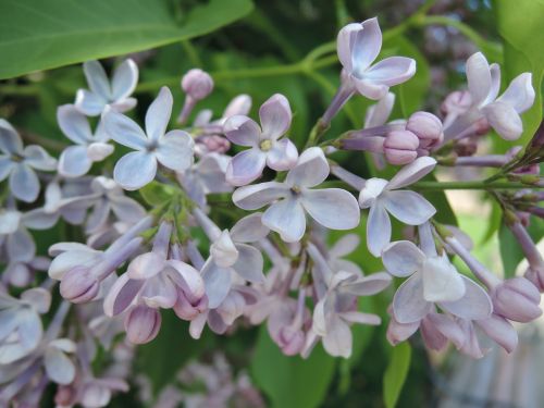 lilac flower spring