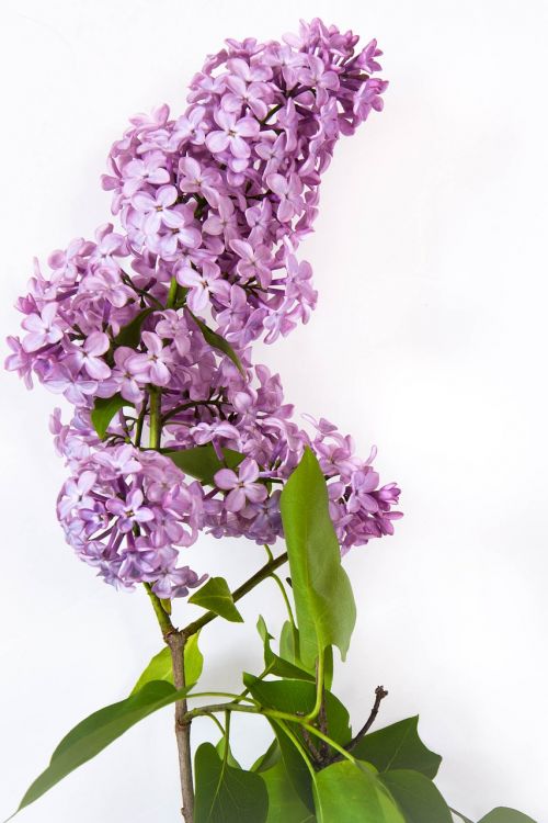 lilac flower nature