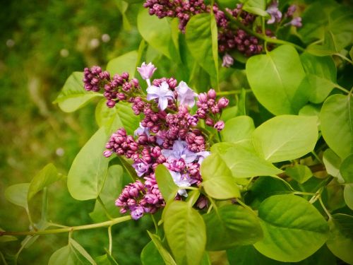 lilac spring blossom