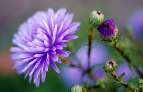 lilac flower nature