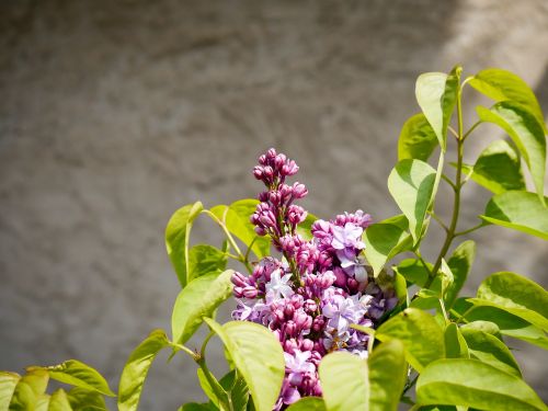 lilac background spring