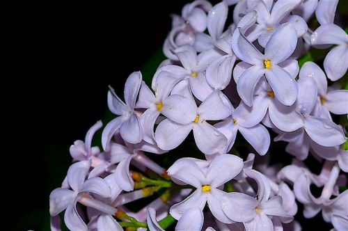 lilac flower bloom