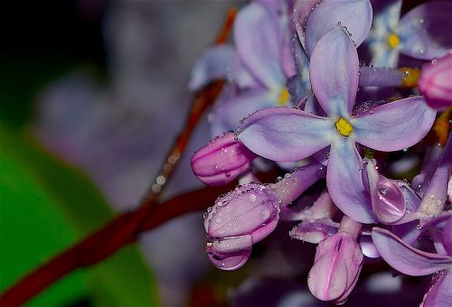 lilac flower dew