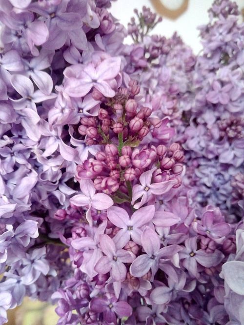 lilac spring nature