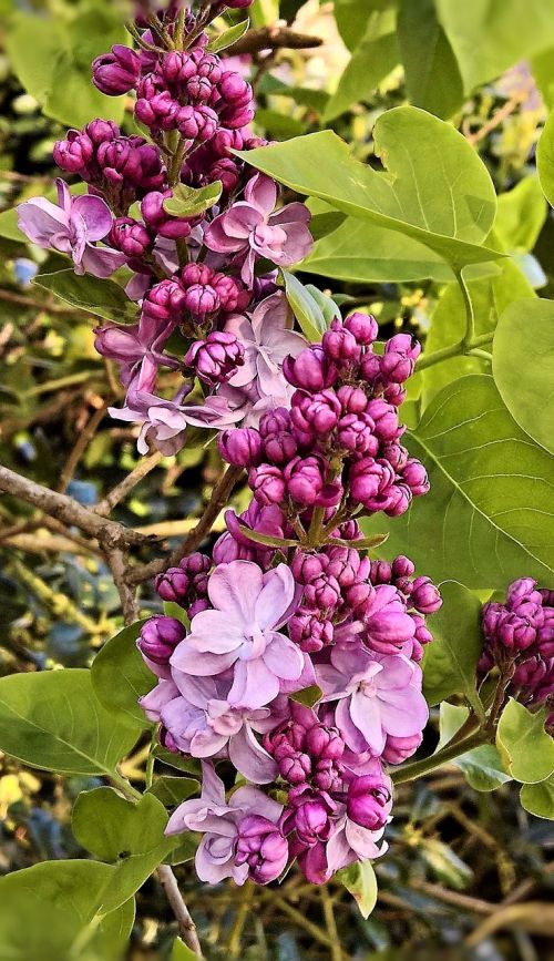 lilac flower branch violet