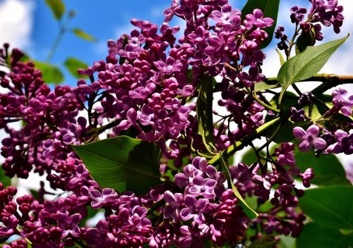 lilac bush bloom