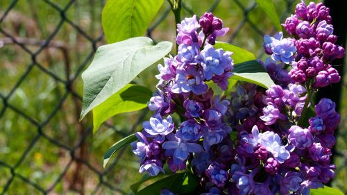 lilac without flower