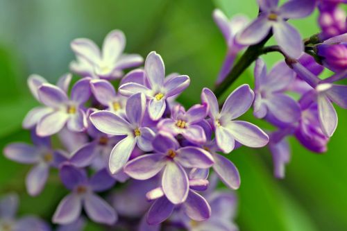 lilac bush flowers