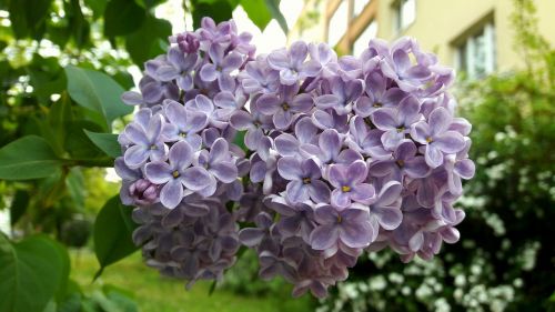 lilac bloom spring