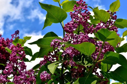 lilac bush bloom