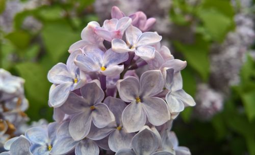 lilac flowers lilac flowers